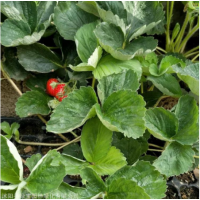 草莓种子四季播种室内阳台盆栽水果农家蔬菜种子秋冬菜籽草莓籽种